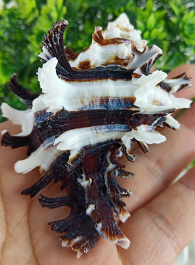 包邮玫瑰千手螺贝壳海螺天然鱼缸造景水族箱装饰创意收藏摆件送礼