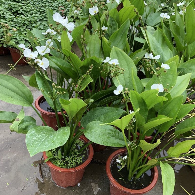 泽泻水养植物室外水生珍珠兰盆栽大叶黄冠苗水池湿地种植观赏花卉