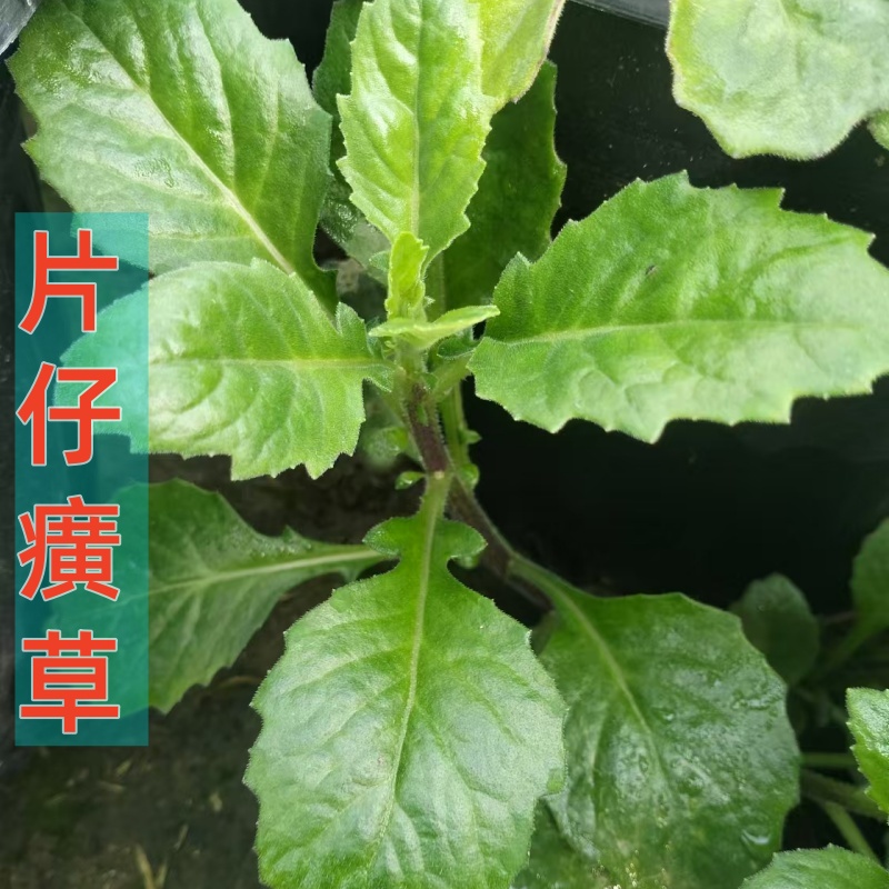 可食用片仔癀草养生菜白凤菜