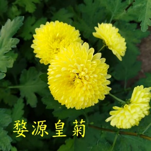 婺源皇菊小苗可盆栽可地栽食用菊花苗包对版秋季开花泡茶食用观赏
