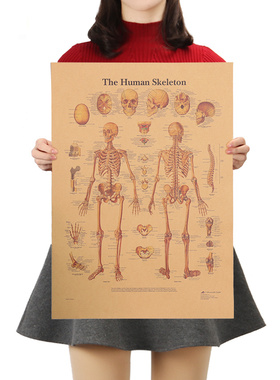 The Skeleton of The Body Structure Nervous System Poster