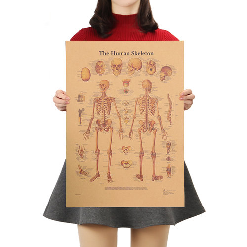 The Skeleton of The Body Structure Nervous System Poster