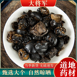 蜣螂虫中药材 特级大将军 屁巴虫 屎壳郎 黑兜虫 屁板虫500克包邮