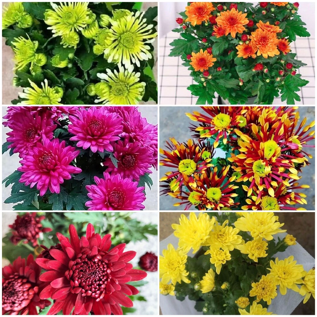 鸟语花香菊花苗带花苞好养易活