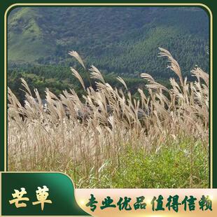 四季易种芒草种子草坪绿化马蹄金种籽抗旱墨西哥玉米草种子