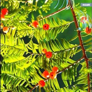 新采红豆杉种子 正宗曼地亚红豆杉种子 南方北方红豆杉树种子