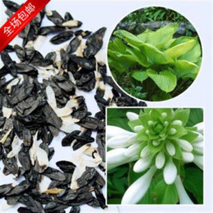 庭院多年生宿根草本花卉四季常青白鹤仙白玉簪种子玉春棒白萼籽