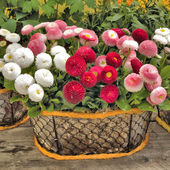 小雏菊种子100粒进口花卉抗寒香草菊花驱蚊四季 买一送一 种子