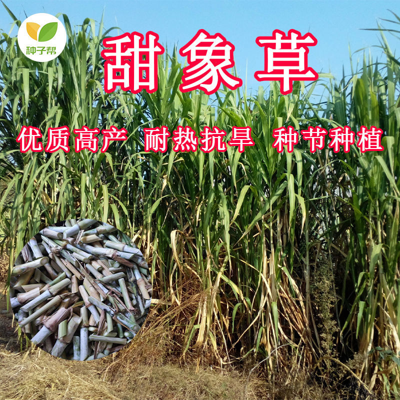 新型甜象草高产牧草无绒毛种节喂养猪牛羊鸡鸭鹅兔鱼四季耐寒饲草