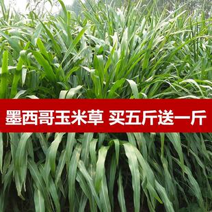 进口墨西哥玉米草种子优12高产耐旱阔叶南方牧草种子牛羊猪畜牧草