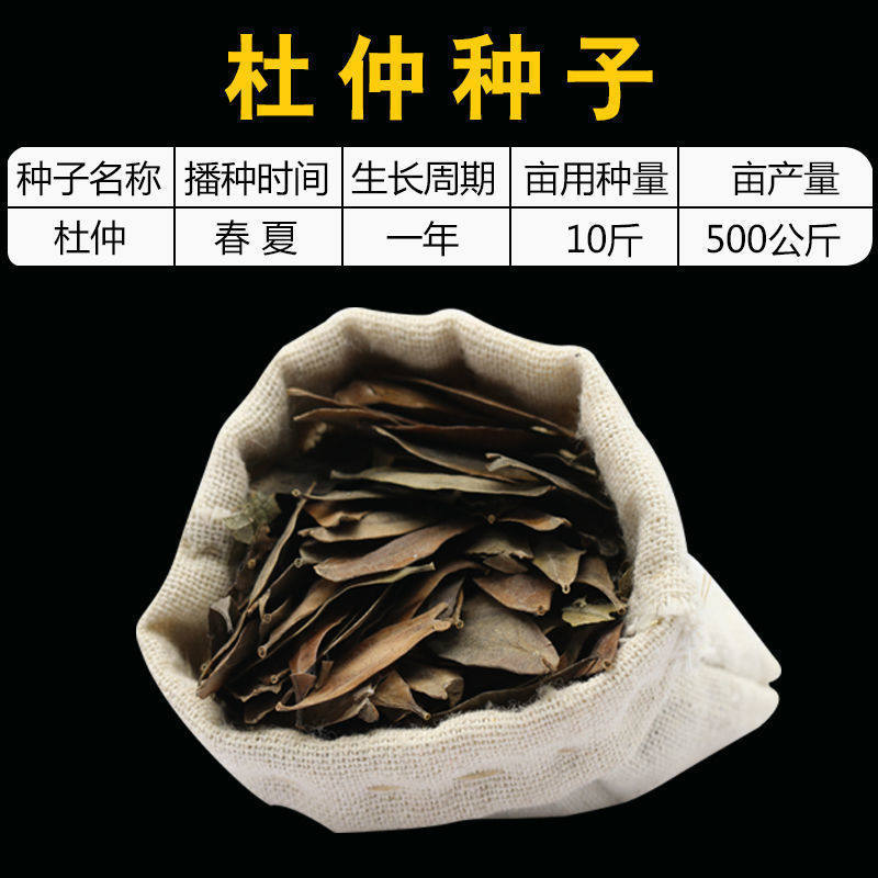 新采药材杜仲种子 丝楝树皮 树皮药用极高 杜仲籽种 杜仲树籽高产