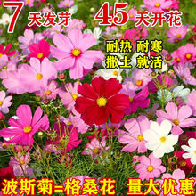 波斯菊种子格桑花种子七彩花种子四季易活阳台室内外花卉花海景区