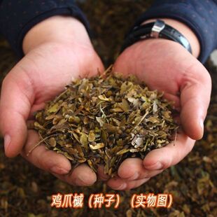 新采林木树种籽 鸡爪槭种子 枫树种子 五角枫种子林木风景树