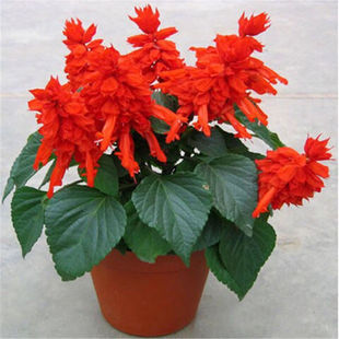 矮杆一串红种子花苗 高杆一串红花草籽园林绿化草花种子一