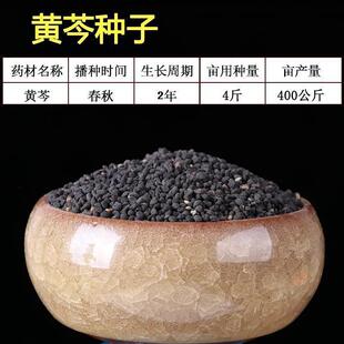 黄芩种子 耐干旱中草药籽 新籽芽率高 黄芩中草药种籽 新采种子