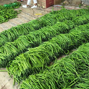 线椒种子高产二荆条超辣早熟线椒种子春夏季播种