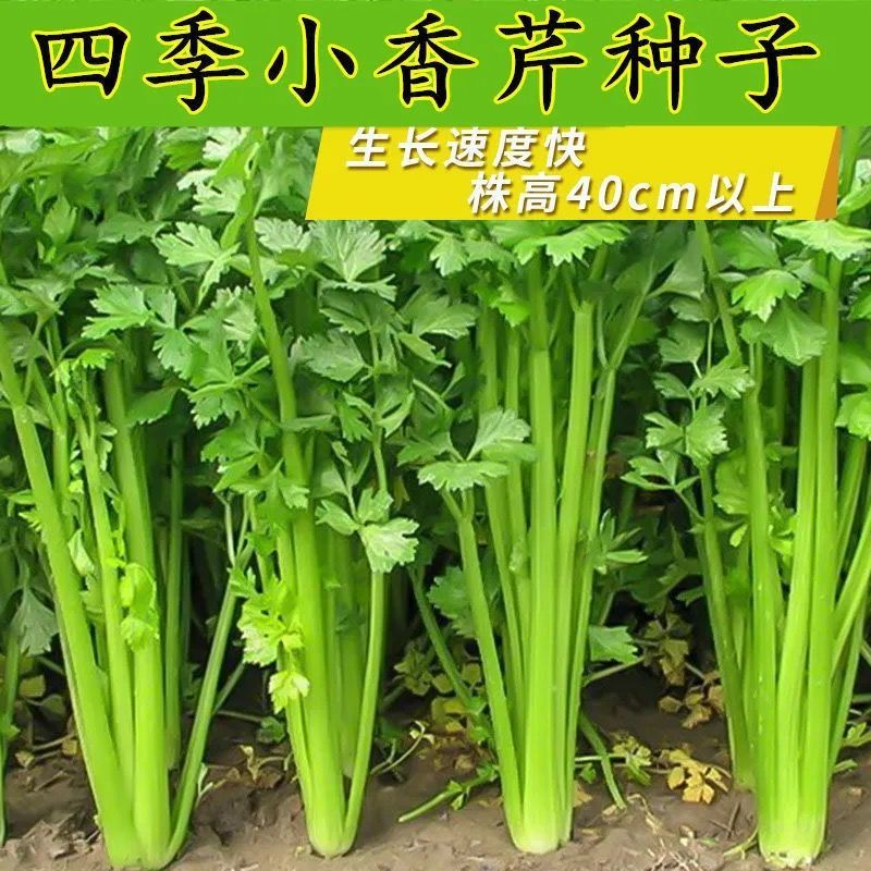 四季小香芹种子耐热芹菜苗种籽春秋季易种青菜籽蔬菜种孑农家菜籽