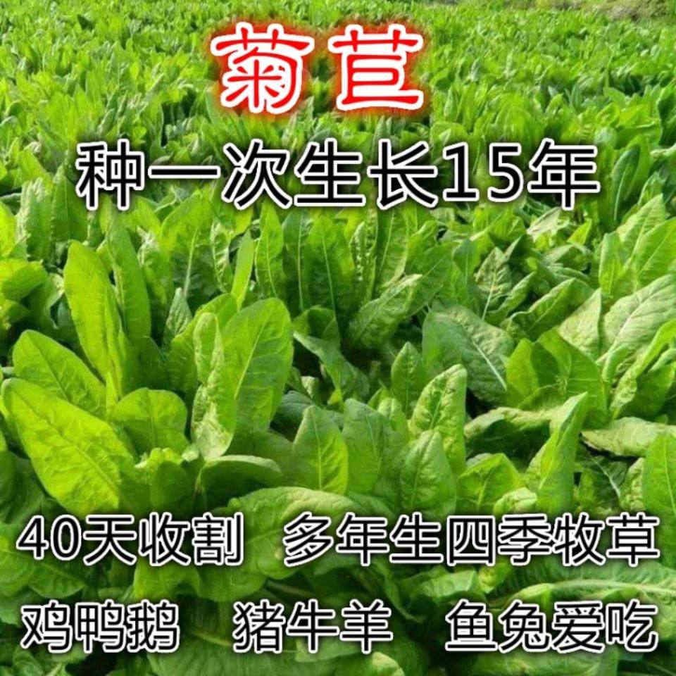 将军菊苣种籽大叶菊苣多年生四季牧草种子牛羊兔鸡鸭鹅鱼草猪草种