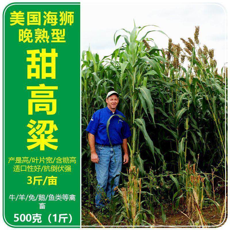 牧草种子黑麦草甜高粱菊苣苜蓿苦荬菜四季草籽多年生畜牧养牛猪草