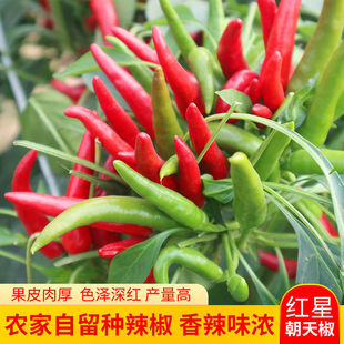 小米椒种子朝天椒种籽高产阳台盆栽辣椒种子四季播种甜椒蔬菜种孑