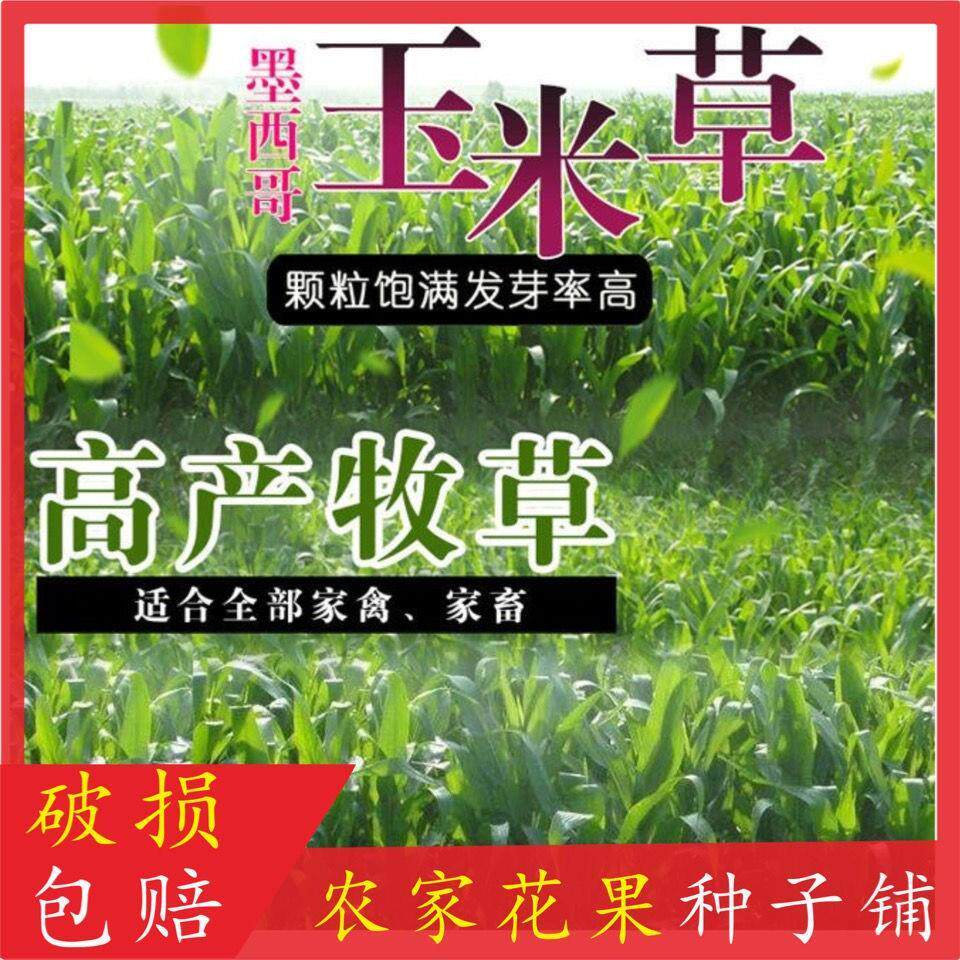 墨西哥玉米草种子高产四季耐寒大叶猪羊鱼牧草种子牛草种子