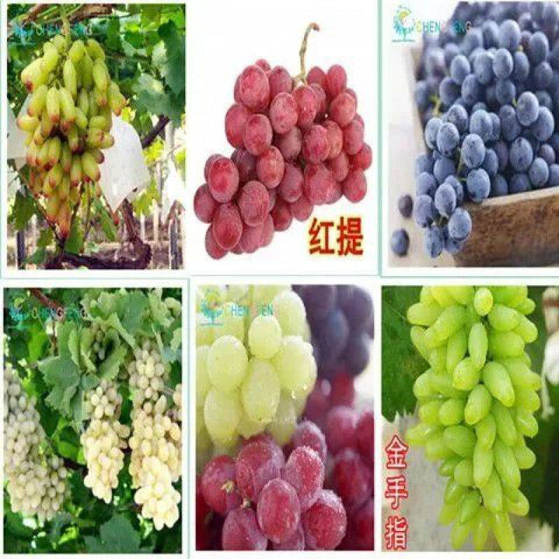 四季易种葡萄种子阳台庭院盆栽种植提子多个品种可选蔬菜水果种子