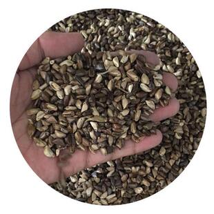 进口墨西哥玉米草种四季籽种养殖牛羊鱼猪鱼再生畜牧草玉米草种子