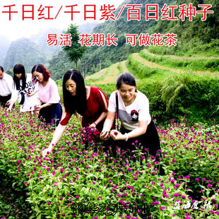 千日红种子圆仔花百日红千日紫千日粉花种子四季易活室外观花种子