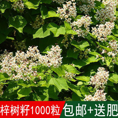 出售新采林木树籽梓树种子别名楸树种子秋树四季可播