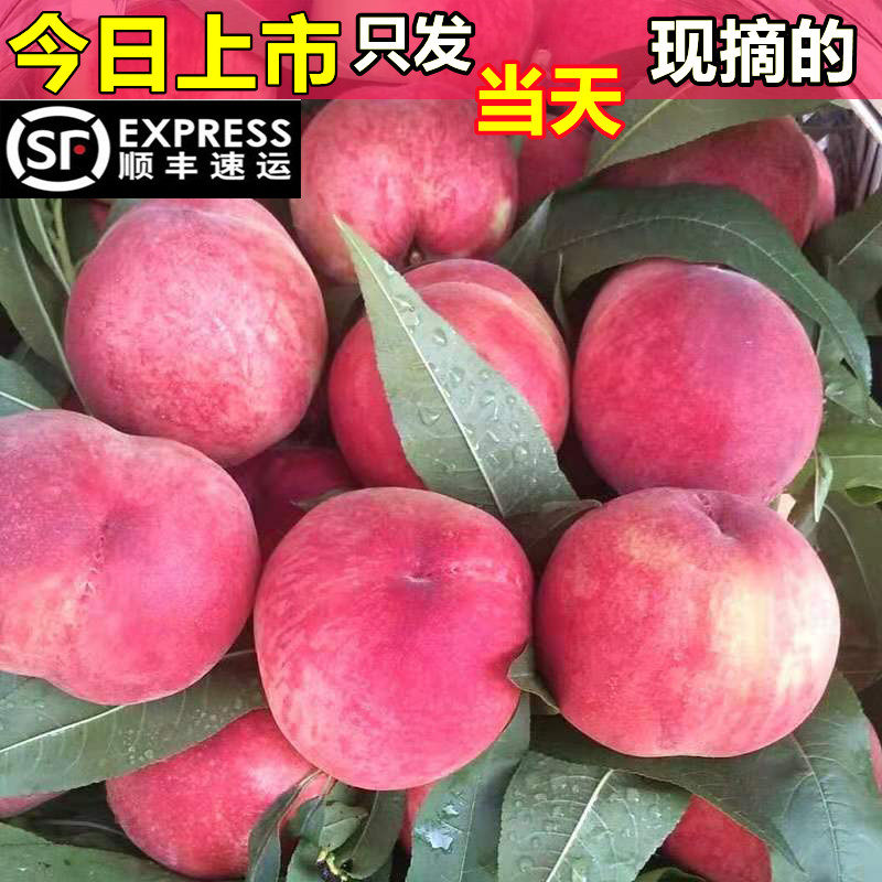 老树桃子水蜜桃超甜顺丰