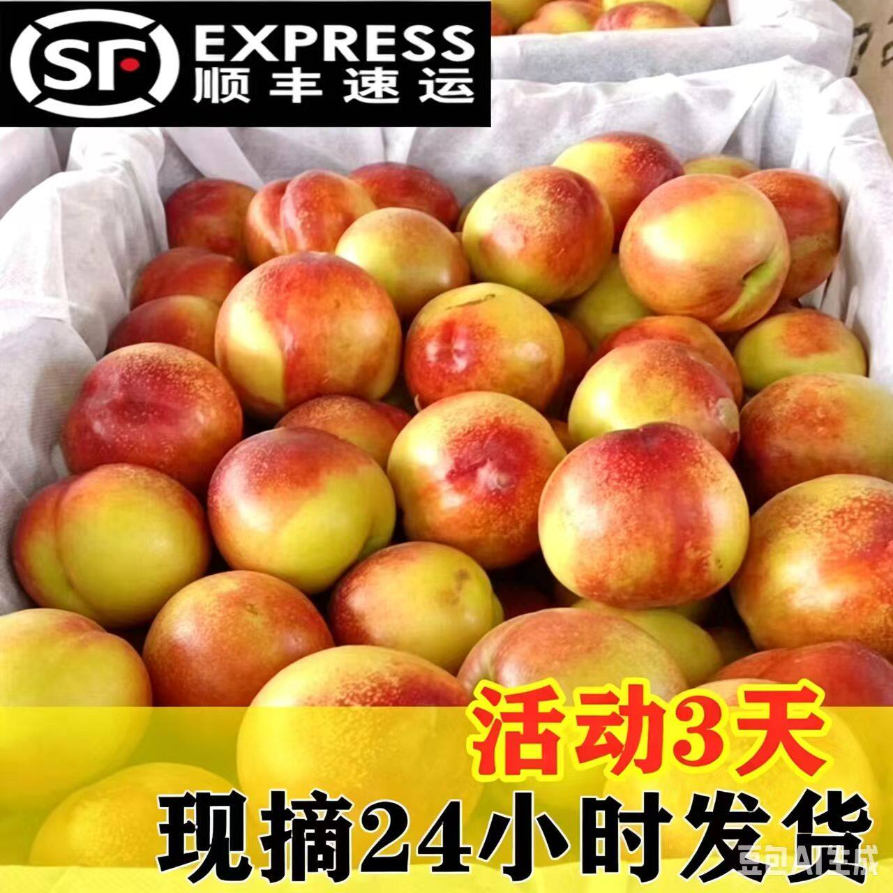 曙光油桃5斤山西运城黄心现摘