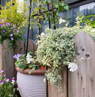 蔓花园 花叶蝇子草可可爱爱