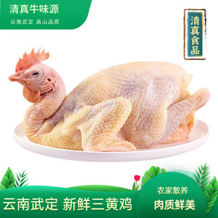 云南新鲜武定土鸡三黄鸡清真食品整只4-6斤