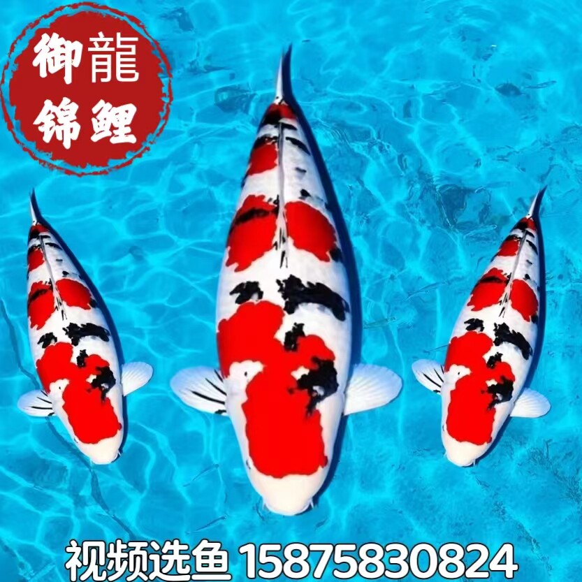 日本进口纯种锦鲤精品大正三色锦鲤观赏好养耐活锦鲤招财风水锦鲤