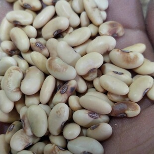 山区老品种黄豆农家自种肾形黄小豆传统自产发芽小黄豆3斤 包邮