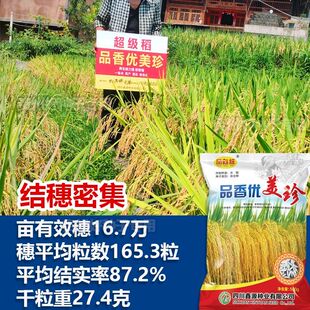 品香优美珍一级香米杂交水稻种子高产水稻香稻长粒米高产高抗水稻