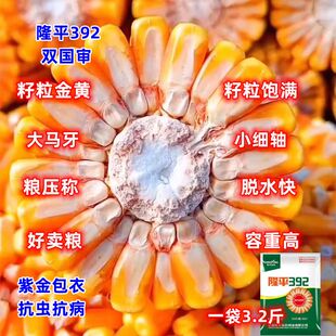 隆平392双国审原装双胞胎高产玉米种子矮杆带壳正宗紫叶非转基因