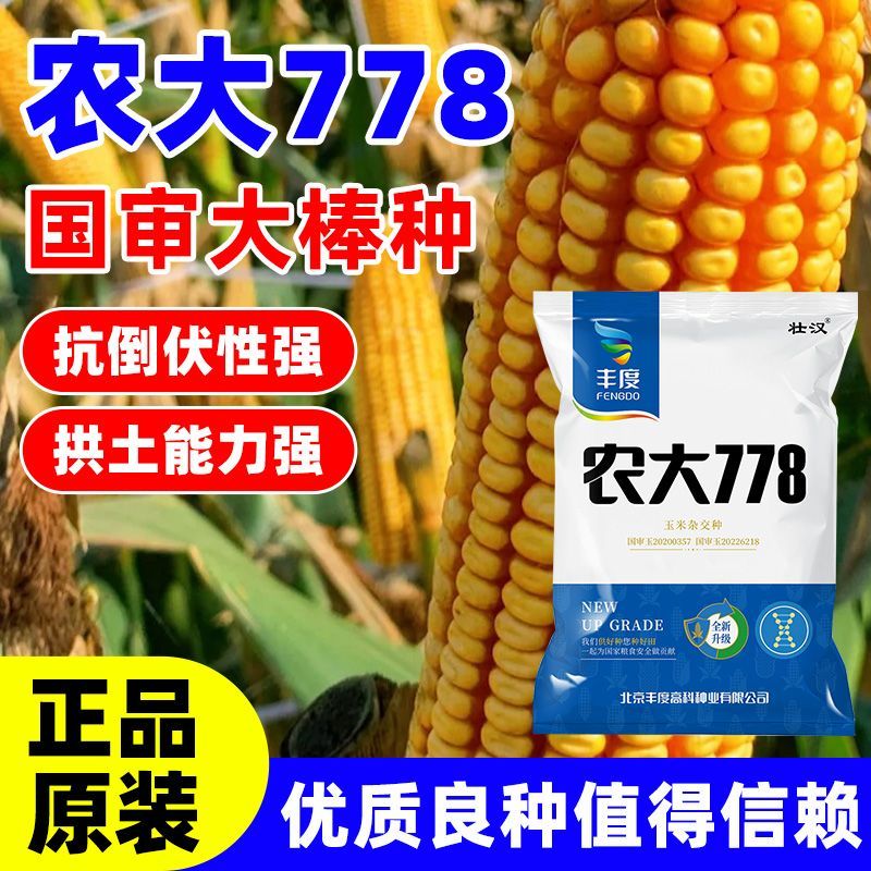 农大778玉米种子矮杆抗倒抗旱高产大棒升级款抗病活秆熟苞米种