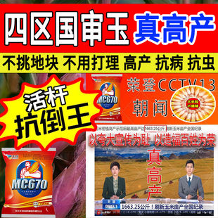 MC670原装玉米种子农科院矮杆抗倒基因苞米抗虫抗病抗旱硬质大全