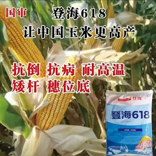 登海618/高产稳产抗锈病免化控红轴玉米品种耐旱耐劳耐高温