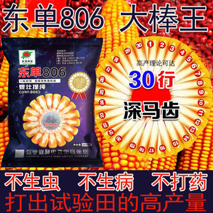 高产玉米种子东单806更高产抗病抗倒伏深马齿