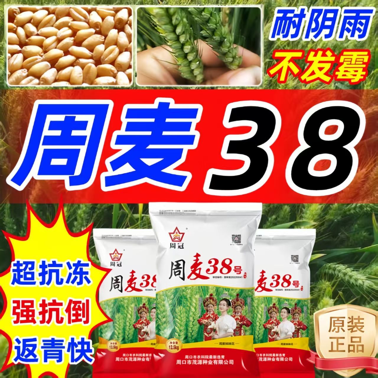 国审周麦38小麦种子原装正品优质大穗矮杆抗病抗倒冻超高产小麦种
