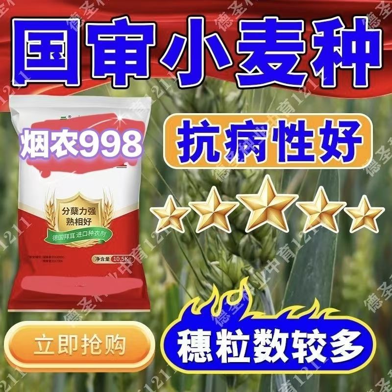 双国审烟农麦998小麦原种百农307众信麦998高产超吨原装