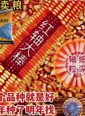 正品瑞普909玉米种子原装国审三联大棒抗旱矮杆高产紫杆种子玉米
