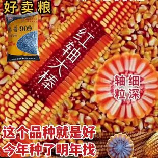 正品瑞普909玉米种子原装国审三联大棒抗旱矮杆高产紫杆种子玉米