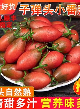 现摘现发紫弹头迷彩小番茄新鲜圣女果紫色番茄当季孕妇儿童甜水果