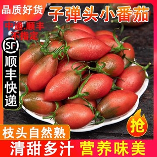 现摘现发紫弹头迷彩小番茄新鲜圣女果紫色番茄当季孕妇儿童甜水果