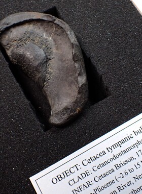 美国南卡罗来纳州鲸下目耳骨鼓骨泡（上新世到中新世）