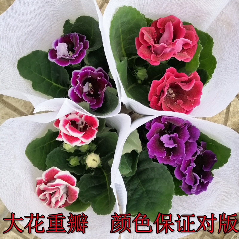 大岩桐盆栽四季开花带花发货