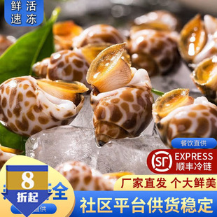 新鲜活冻海螺花螺鲜活特大号海鲜水产鲜活鲜冻冷冻东风螺特大花螺